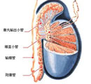 预防输精管堵塞的小技巧